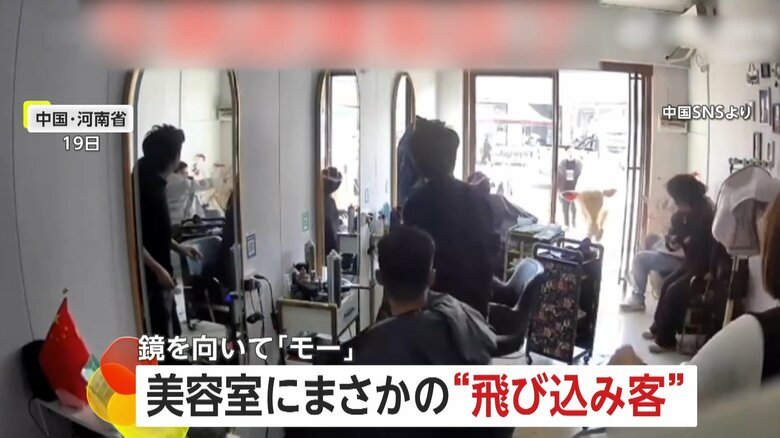 「離れて！みなさん早く！」美容室にまさかの牛が来店　頭で扉を開けイスや機材を蹴散らす“ダイナミック入店”　鏡を1分以上見つめる姿も　中国・河南省｜FNNプライムオンライン