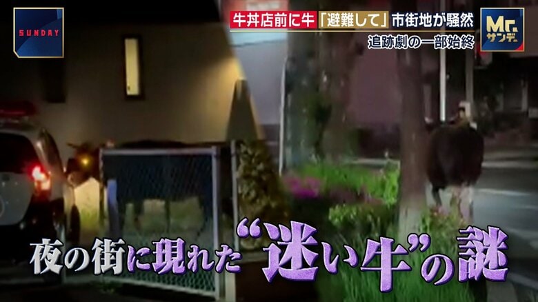 牛丼店前に“迷い牛”「避難して」市街地が騒然　追跡劇の一部始終　埼玉・東松山市｜FNNプライムオンライン