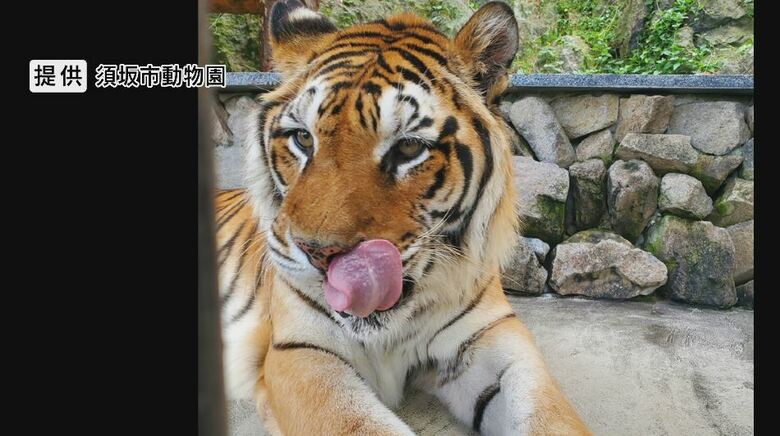 国内最高齢のベンガル系のトラ「臥桜」老衰のため死ぬ　20歳オス、人間でいえば100歳くらい　8月に双子のメス「未桜」が死んでから元気がなく…28日までトラ舎前に献花台｜FNNプライムオンライン