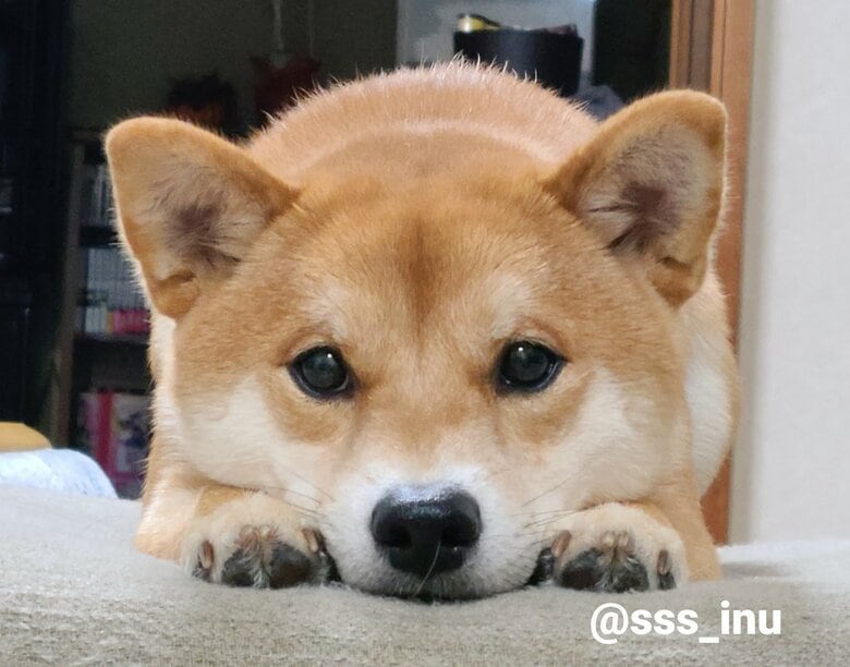 提供:犬さん