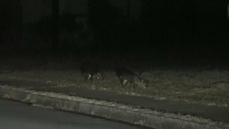 午後6時前、住宅街に現れた2匹のキョン