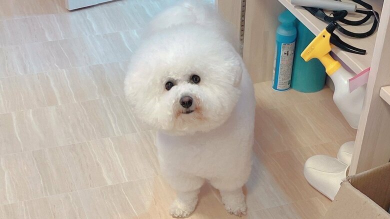 誕生日を迎えたプンちゃん