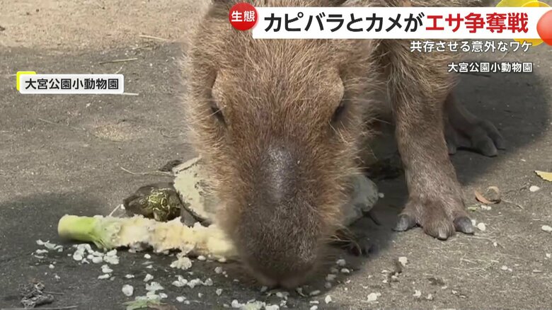 負けじと食らいつくカメ