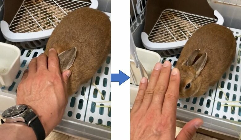 教え方　左：手で顔を隠して「待て」という　右：ゆっくり手をはなしていく