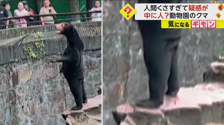 2本足で直立するクマ