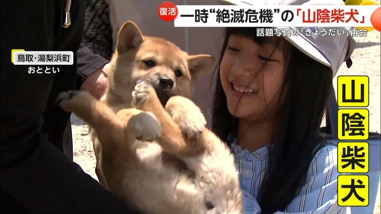 鳥取・湯梨浜町で開催された「山陰柴犬」の鑑賞会