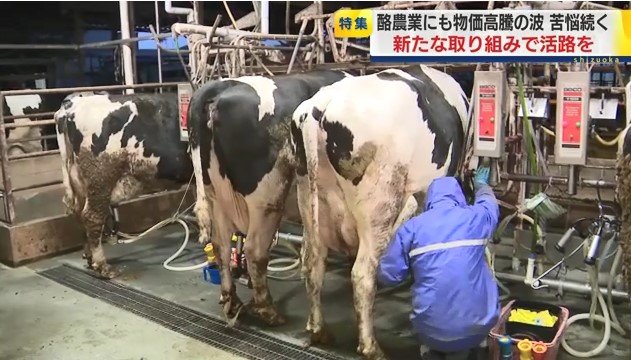 搾乳する人（土井ファーム・富士宮市）