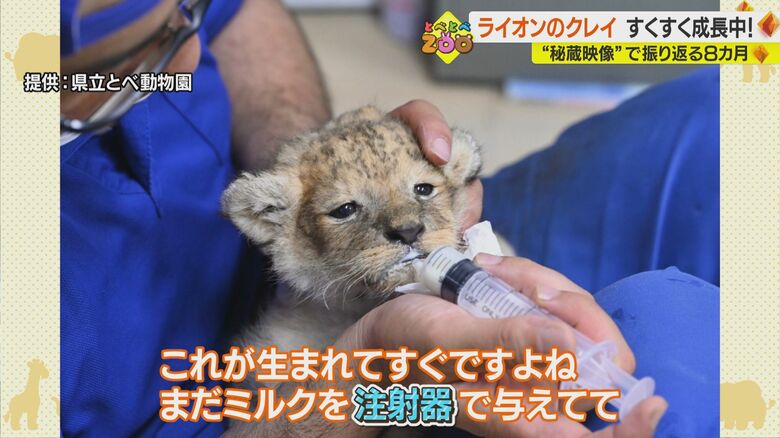 提供：県立とべ動物園
