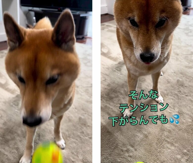 ボールを落とし、虚無の表情になってしまった