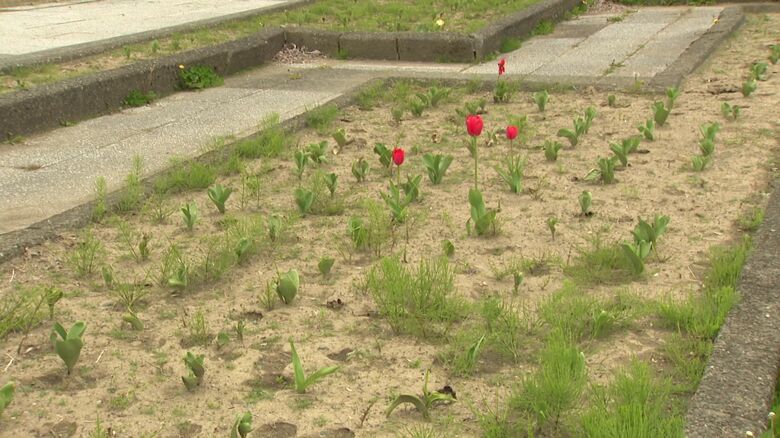 数本のチューリップだけが残っている花壇