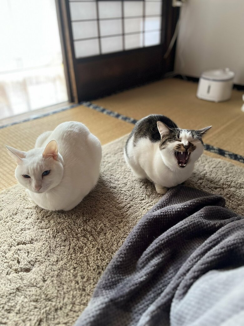 左：福夫くん　右：幸子ちゃん（提供：いのうえもんぺさん）