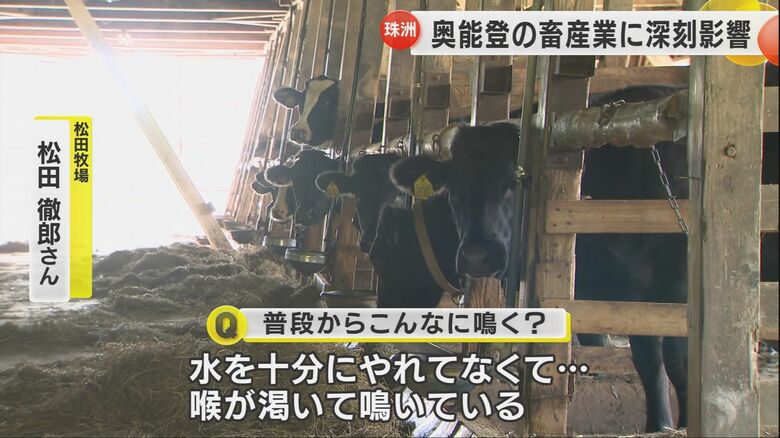 松田さんの方を見つめ頻りに鳴く牛たち