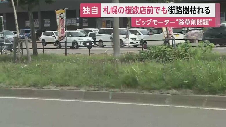 店のすぐ近くの植え込み。草が青々と茂っているが…