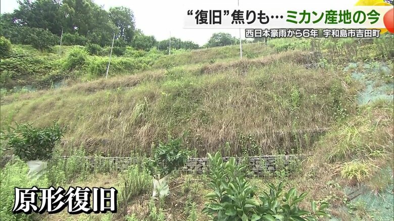 写真手前には、ミカンの苗木が植えられている