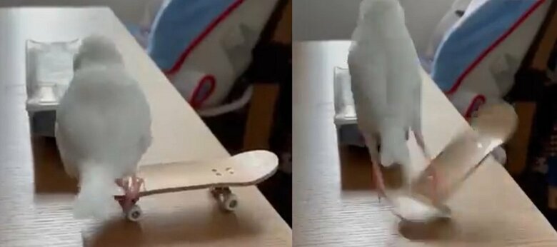 回転技（左→右）　飛び降りる勢いでスケボーを回転させる