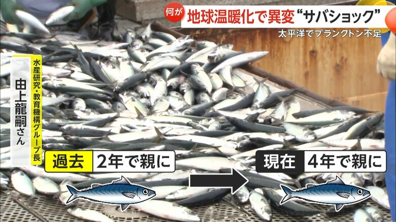 専門家はサバの成長速度が遅くなっていると指摘する