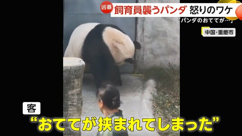 手を挟まれてしまったパンダ