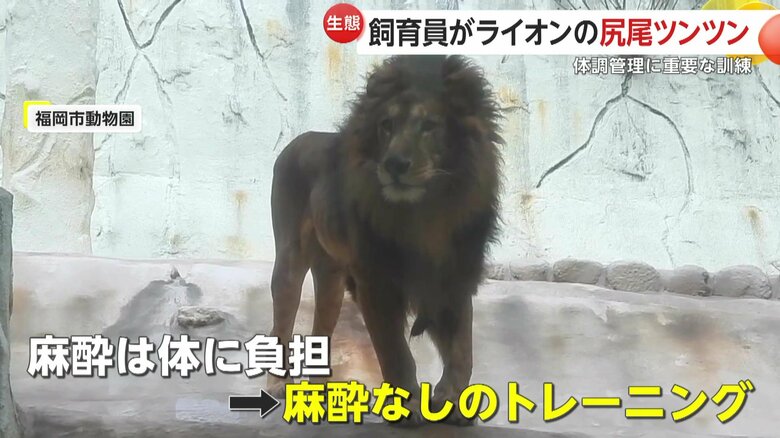 「採血トレーニング」をしていたオスのチャチャ丸