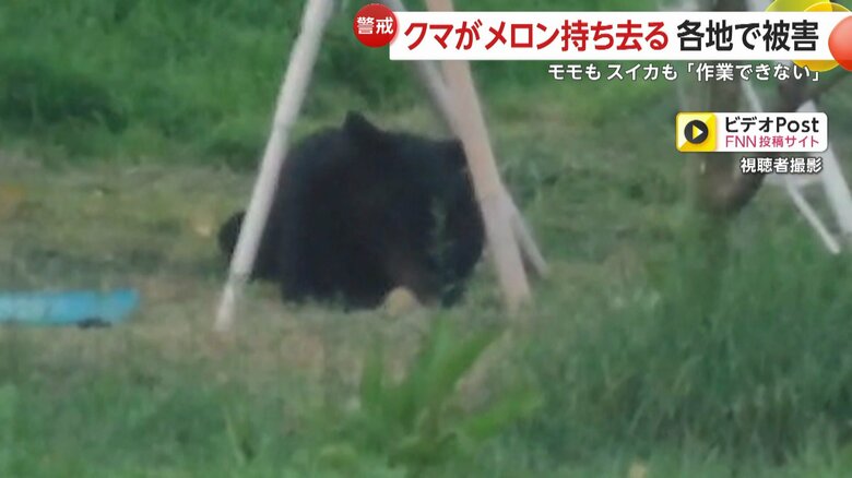 果樹園で何かをむさぼり食うクマ（17日、宮城・登米市）