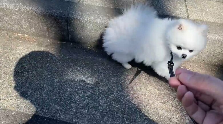 おやつで誘導すると、少しの間しぶしぶながら歩いてくれた