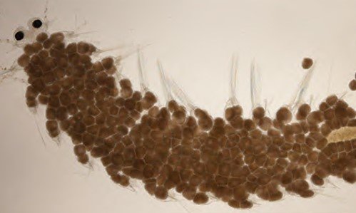 ストロンは雌雄のどちらかで体内に生殖腺を発達させる。画像はメスの個体（提供：東京大学大学院理学系研究科・附属臨海実験所の三浦徹教授）