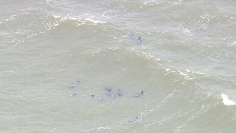 現場では、サーファーらがイルカを海に戻そうとする様子が見られた。