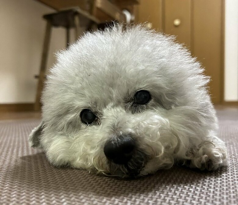 まったりしているココちゃん