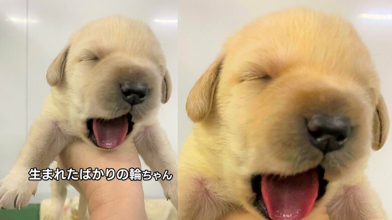 生まれたばかりの輪ちゃん