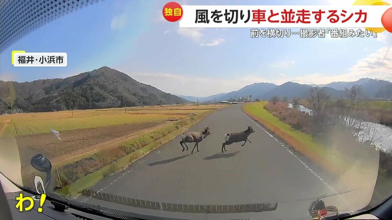 撮影者の車の前を通過していくシカたち（映像提供：視聴者）