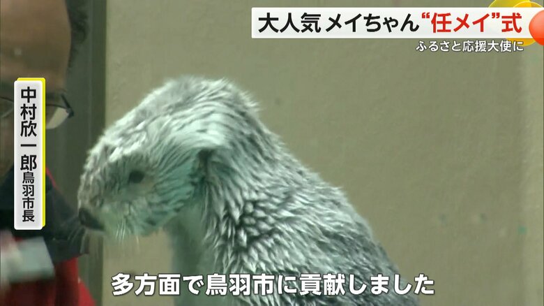 鳥羽市の観光PRに貢献することが期待されているラッコのメイちゃん