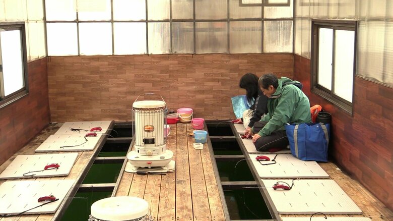 ハウス内は暖房完備