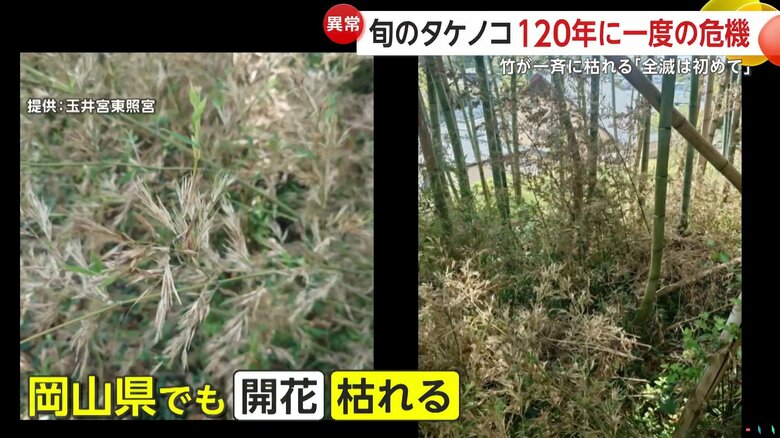 全国で同時多発的に竹が枯れる現象が