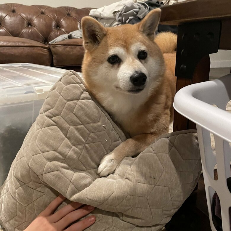 飼い主さんの作業中にお邪魔する、ミミちゃん