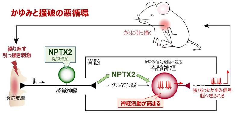 （出典：九州大学）