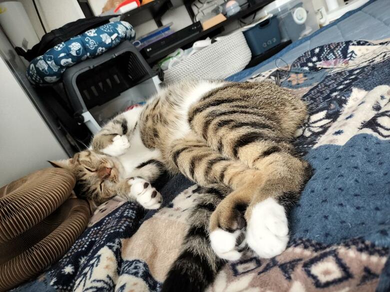 提供：猫のテトさん