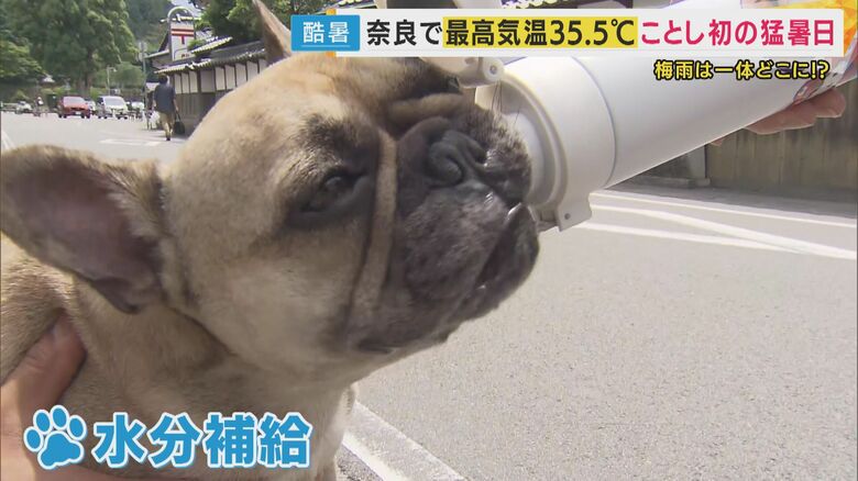 犬も水筒から水分補給