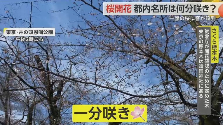 井の頭公園は一分咲き