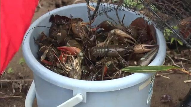 前日仕掛けたワナに大量のウチダザリガニ