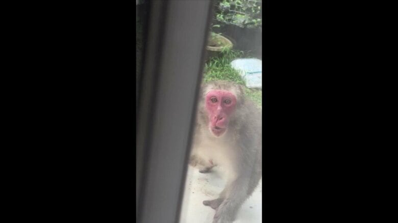 サルは窓をたたき住人を威嚇