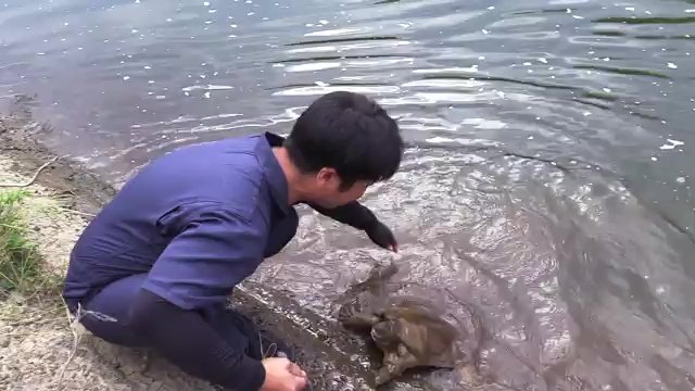 天然のスッポンと格闘