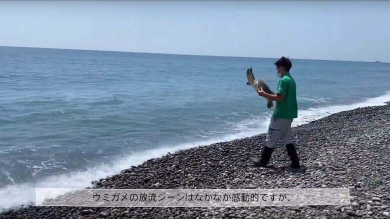 保護したカメを定期的に海に帰している