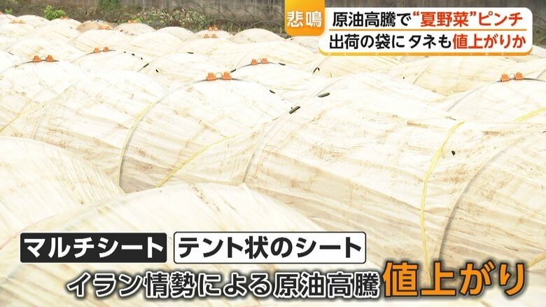 原油高騰で値上がりしているという黒いマルチシートやテント状のシート