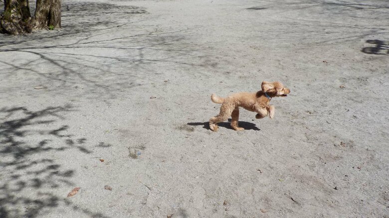 元気いっぱい、外で遊ぶデコピン君（2歳11カ月の頃）