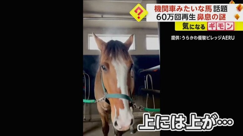北海道浦河町にある馬と触れ合える施設で撮影された馬の様子