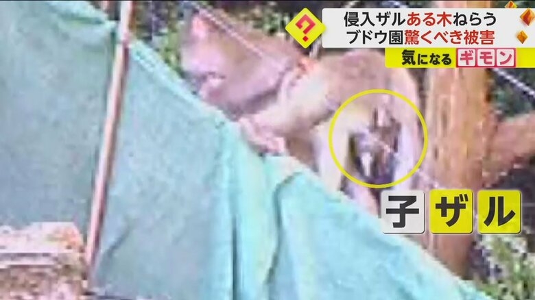 おなかに子ザルをかかえたサルが現れた
