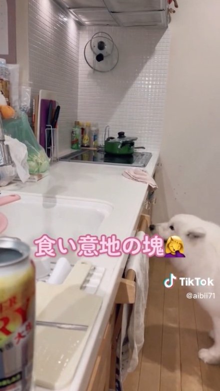 提供：ibukimama38さん