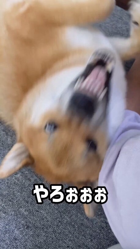 提供：柴犬ぽてとさん