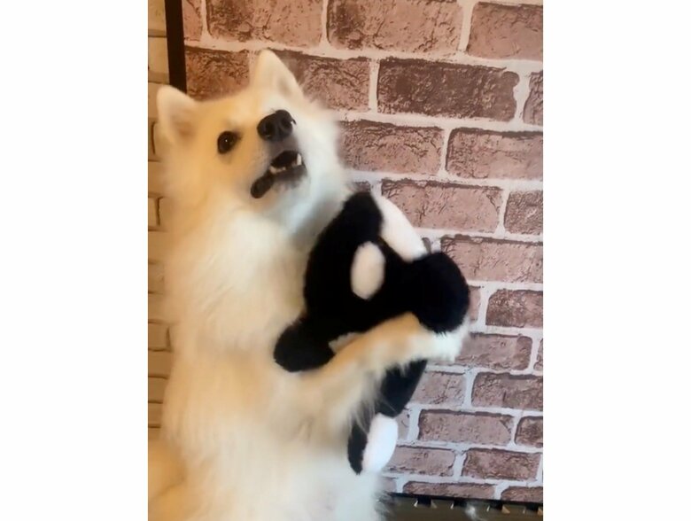 ぬいぐるみを持ったぽぽくん（提供：ぽぽさん）