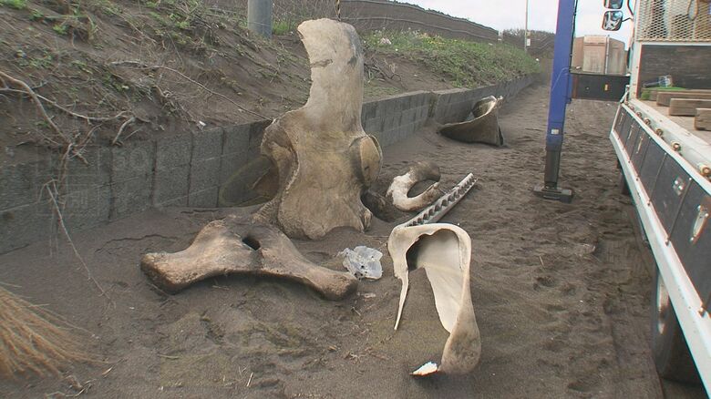 マッコウクジラの骨