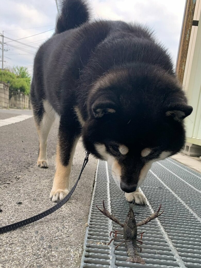 ザリガニと遭遇